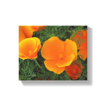 Orange California Flowers