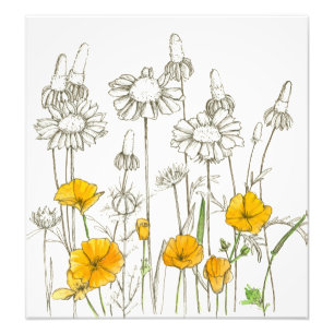 Orange California Poppy Flowers Plant Sketch Fototryck