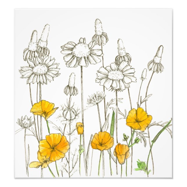 Orange California Poppy Flowers Plant Sketch Fototryck (Framsidan)