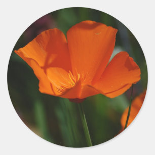 Orange California Poppy Sticker Runt Klistermärke