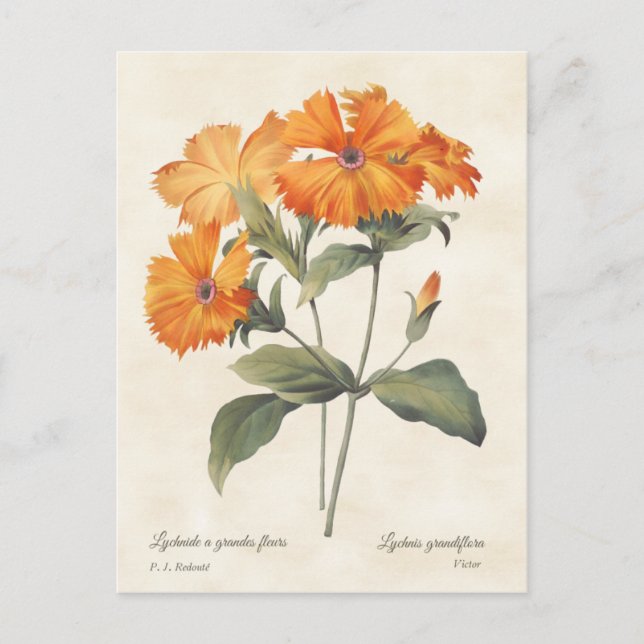 Orange Campion Vintage Botanical Illustration Vykort (Framsida)