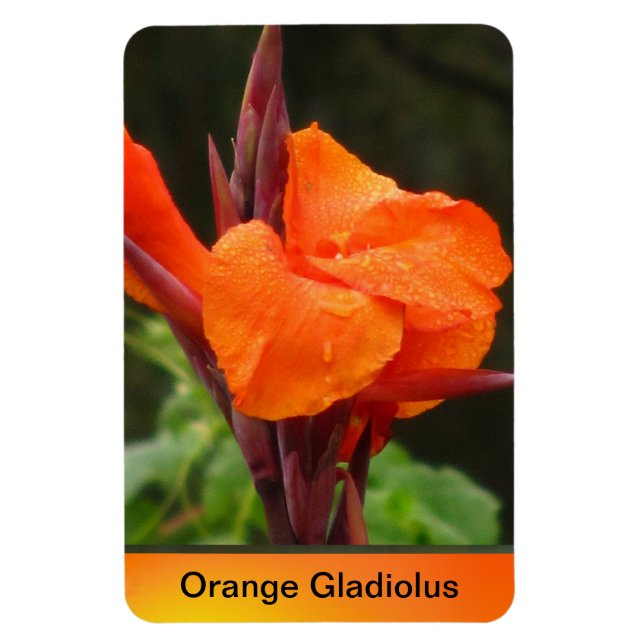 Orange Canna Flower Magnet (Vertikal)