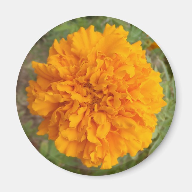 Orange Carnation magnet (Framsidan)