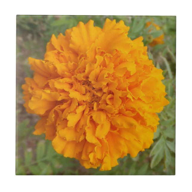 Orange Carnation Panel Kakelplatta (Framsidan)