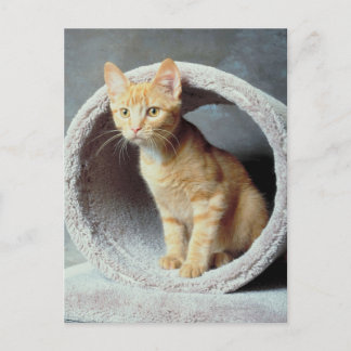 Orange Cat i Leksak Vykort