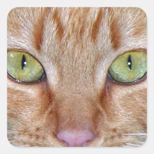 Orange Cat Ögon Fyrkantigt Klistermärke