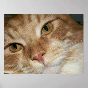 Orange Cat Ögon Poster