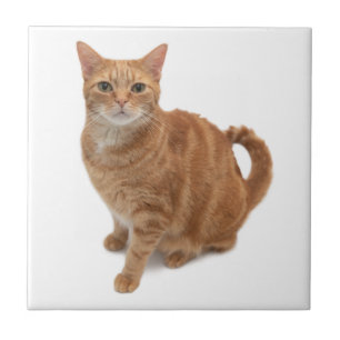 Orange Cat Ständiga Kakelplatta