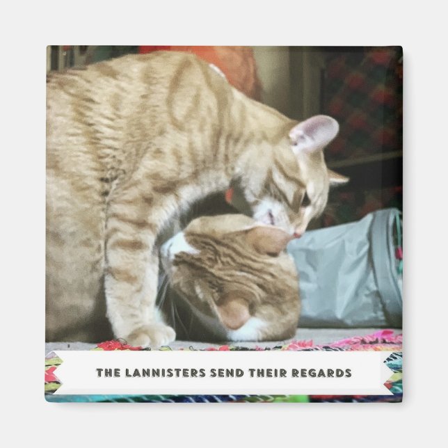 Orange Cats Magnet (Framsidan)