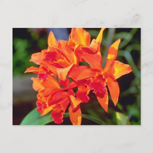 Orange Cattleya-blommor Vykort (Framsida)