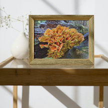 Orange Chicken vid Skogen Mushroom