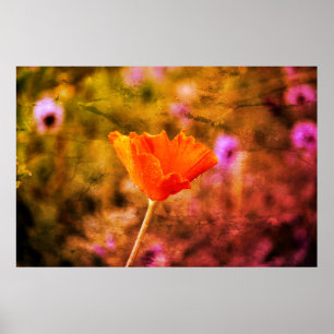 Orange-chiffon-vallmo och -vägg poster