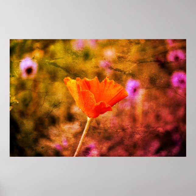 Orange-chiffon-vallmo och -vägg poster (Framsidan)