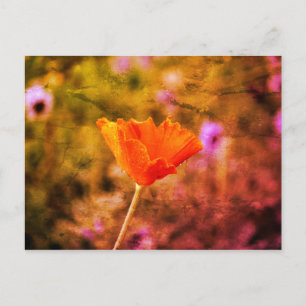 Orange-chiffon-vallmo och -vägg vykort