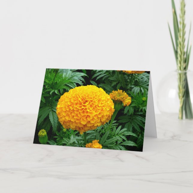 Orange Chrysanthemum Kort (Framsida)