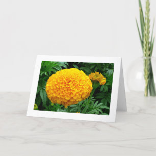 Orange Chrysanthemum Kort