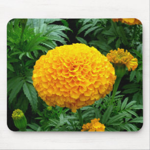 Orange Chrysanthemum Musmatta