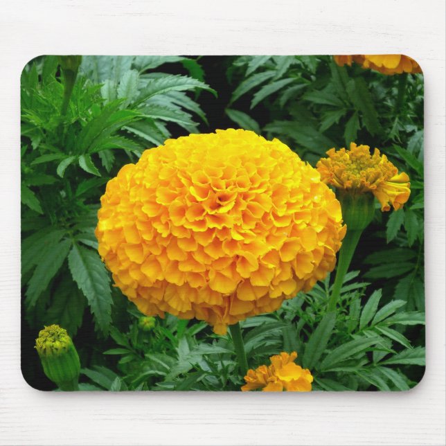 Orange Chrysanthemum Musmatta (Framsidan)