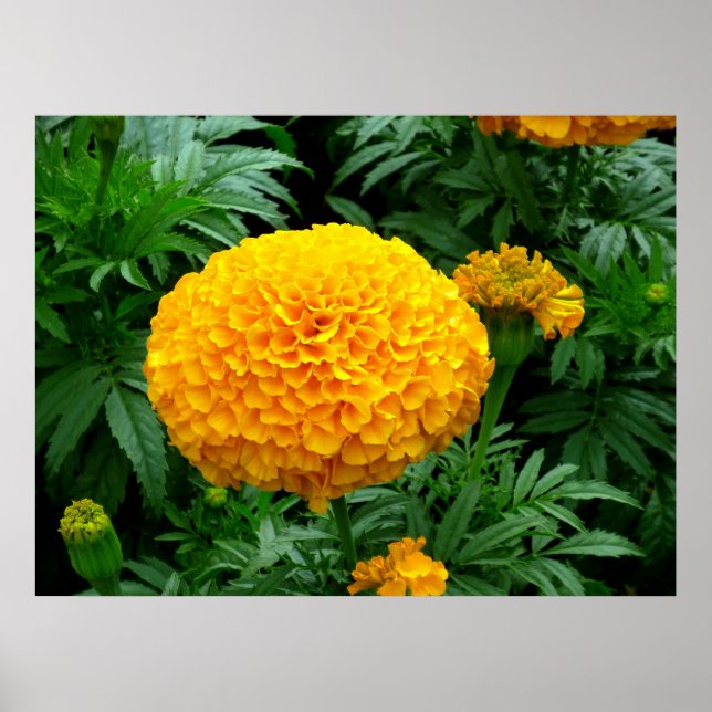 Orange Chrysanthemum Poster (Framsidan)