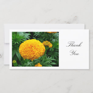 Orange Chrysanthemum - Tack Kort