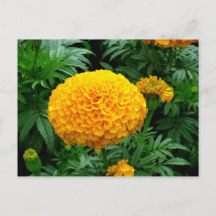 Orange Chrysanthemum Vykort