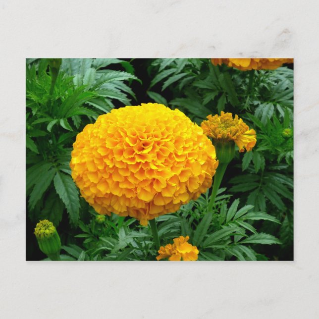 Orange Chrysanthemum Vykort (Framsida)