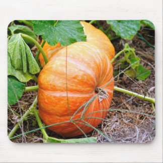 Orange Cinderella pumpa Musmatta