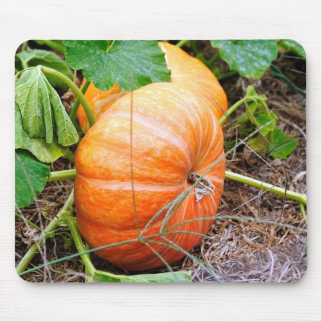 Orange Cinderella pumpa Musmatta (Framsidan)