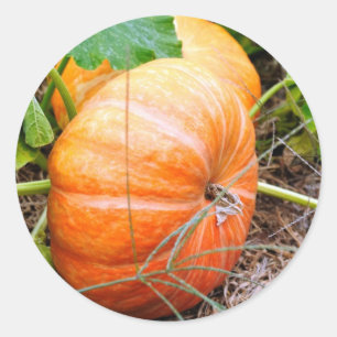 Orange Cinderella pumpa Runt Klistermärke