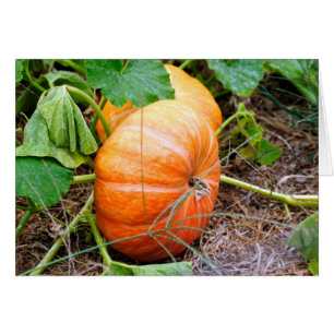 Orange Cinderella Pumpkin Hälsningskort