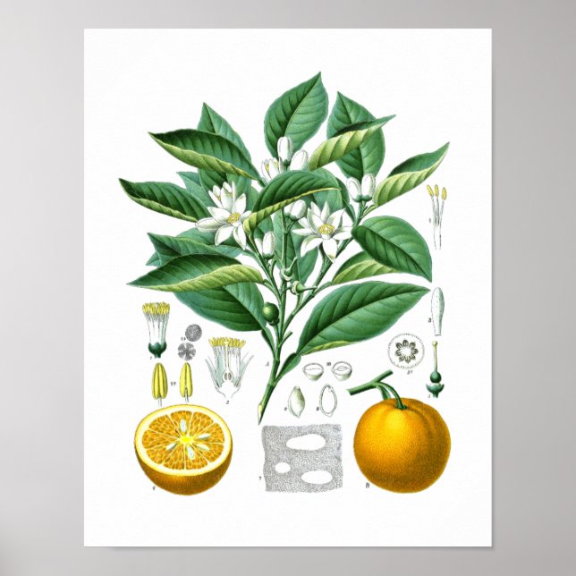 Orange Citrus Fruit Botanical Print no.1 Wall Art. Poster (Framsidan)
