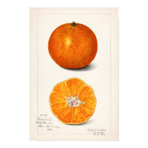 Orange (Citrus Sinensis) av Amanda Almira Newton