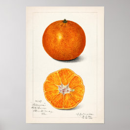 Orange (Citrus Sinensis) av Amanda Almira Newton Poster