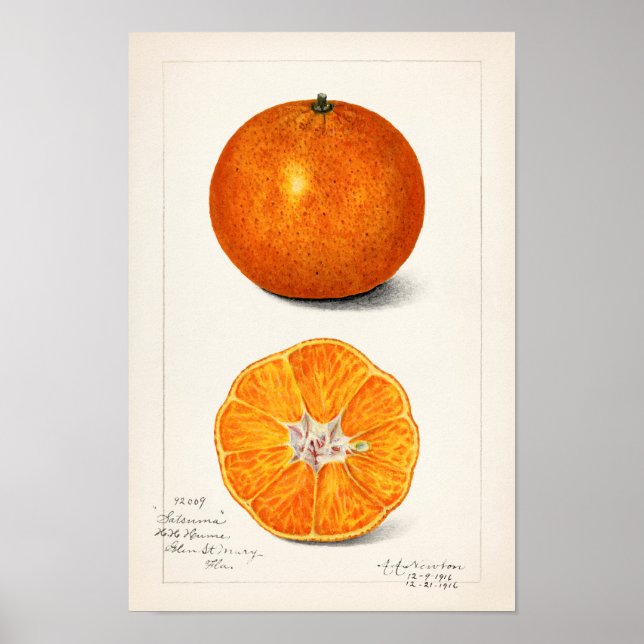 Orange (Citrus Sinensis) av Amanda Almira Newton Poster (Framsidan)