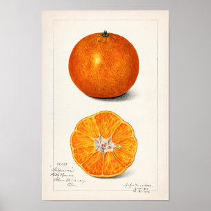 Orange (Citrus Sinensis) Färgmålning på frukt Poster