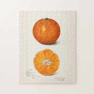 Orange (Citrus Sinensis) Färgmålning på frukt Pussel