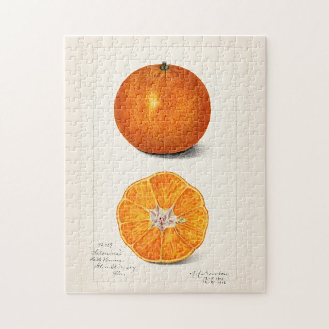 Orange (Citrus Sinensis) Färgmålning på frukt Pussel (Vertikal)