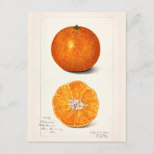 Orange (Citrus Sinensis) Färgmålning på frukt Vykort