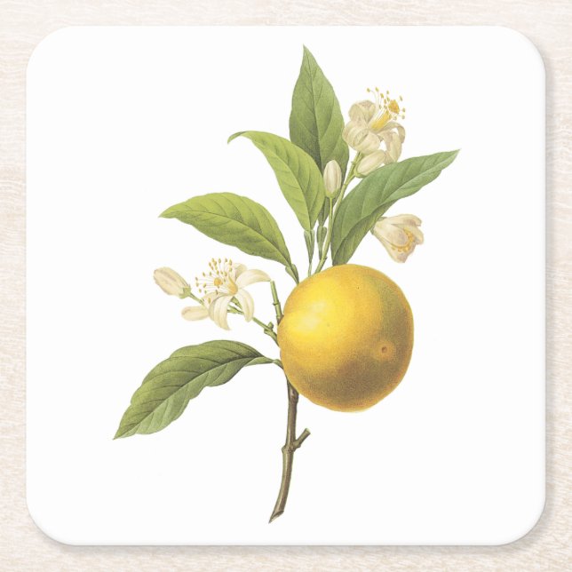 orange(Citrus sp.) från Redouté Underlägg Papper Kvadrat (Framsidan)
