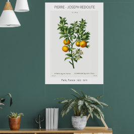 Orange Citrus Vintage Botanical Illustration Poster