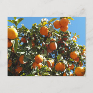 orange, citrusfrukter, frukter, färska, slitna, li vykort