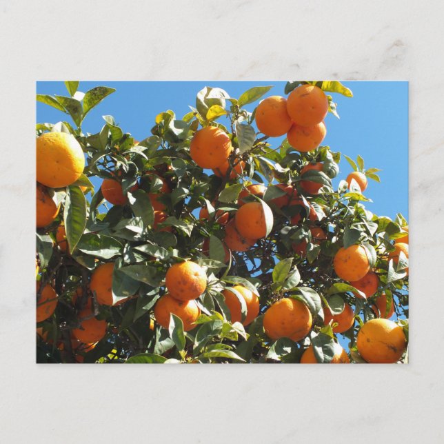 orange, citrusfrukter, frukter, färska, slitna, li vykort (Framsida)