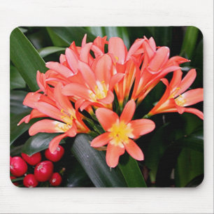 Orange Clivia-blommor i blomning Musmatta
