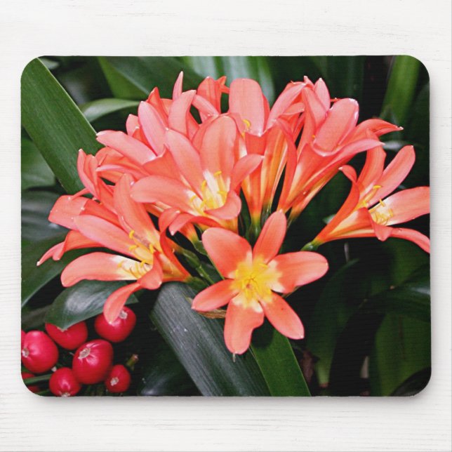 Orange Clivia-blommor i blomning Musmatta (Framsidan)