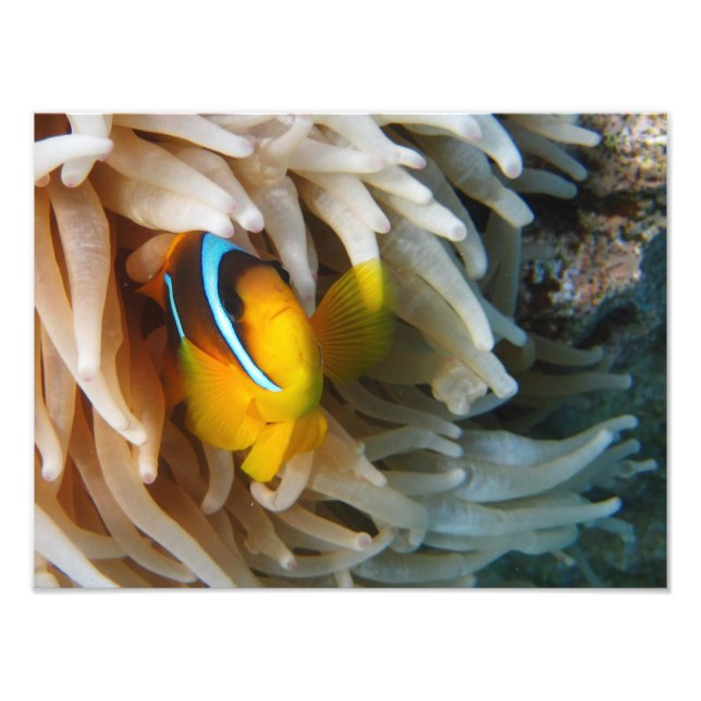 Orange Clown Fish Fototryck (Framsidan)