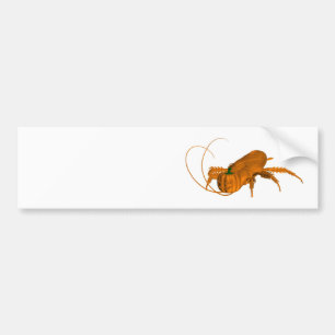 Orange Cockroach Bildekal