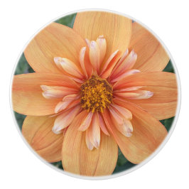 Orange Collarette Dahlia Blommigt Knopp