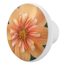 Orange Collarette Dahlia Blommigt Knopp