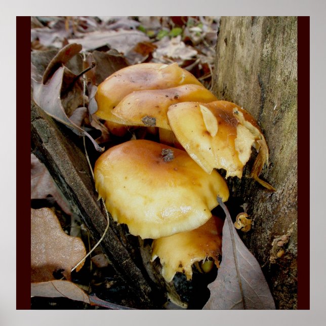 Orange Colony-svampar Poster (Framsidan)