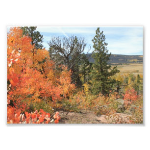 Orange Colorado Aspen Fototryck